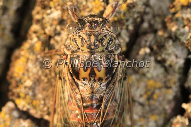 cicada orni.JPG - Cigale griseCicada orniHemiptera, CicadidaeFrance